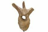 Fossil Hadrosaur Dorsal Vertebra w/ Metal Stand - South Dakota #339117-4